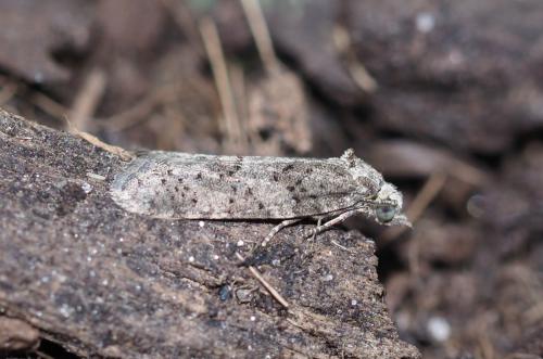 Réf. 229 074 : Cnephasia incertana
